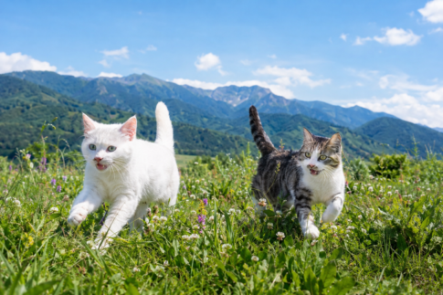 美しい青空と山と草花をバックに白猫とキジ白猫が駆け回っている。楽しそう！